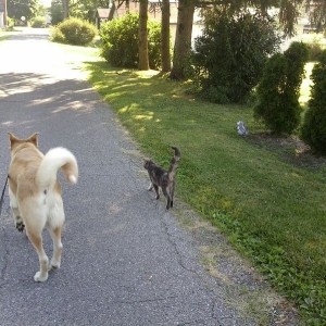 Took the dog for a walk & the cat went too