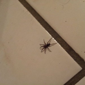 So i get up to pee in the middle of the night.. Feel something on my foot a