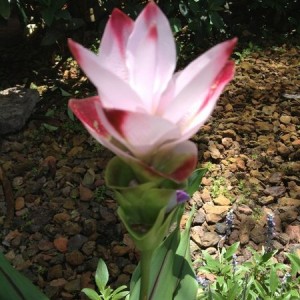 Name the plant