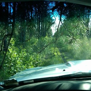 What trail? Why o don't like roof mounted cb antennas....lol Sent from
