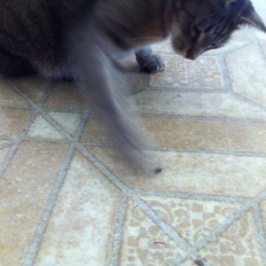 In house spider killer... and he just ate it.