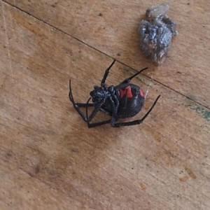 Found this while working on transmission. Me and friend had 4 bottles of br