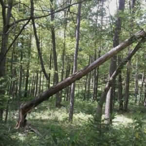Good or bad idea pulling down with winch?