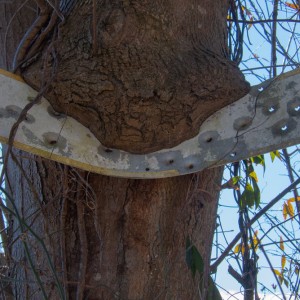 Tree Eating A Sign