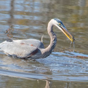 Blue Heron 4