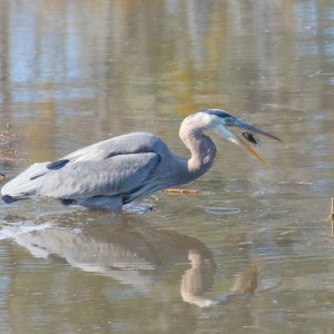 Blue Heron 10