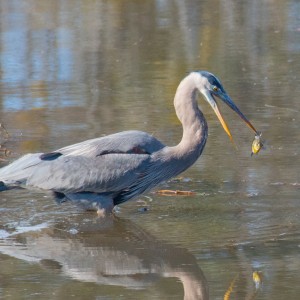 Blue Heron 11