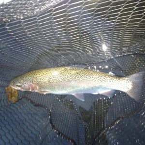 Nice 16" rainbow