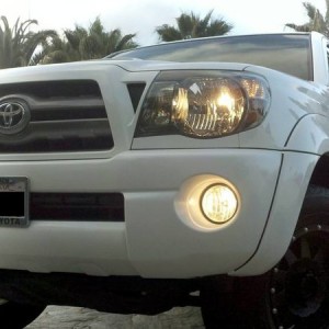whitefront