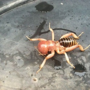 Weird looking bug I found, called a " child of earth"