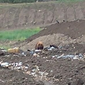 Bears at the dump today. There was another but he ran off before I could ge