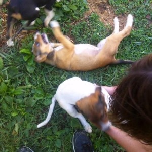 puppies!!