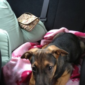 I got a new pup today too, German sheperd, husky mix