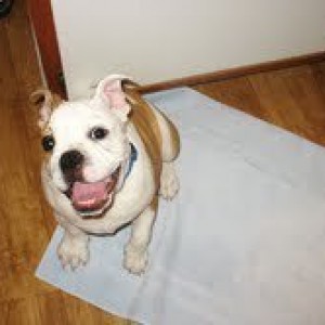 bentleyxx