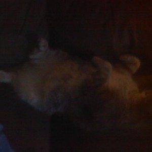 Is this a normal sleep position?