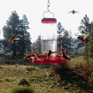Hummingbird frenzy. This picture message or video message was sent using Mu
