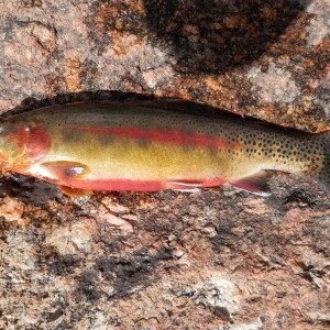P7140117