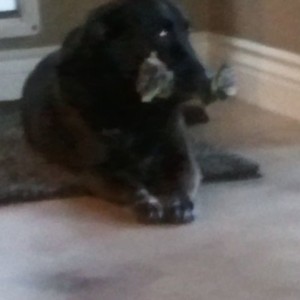 She's always got that rope toy in her mouth. It'll last her forev