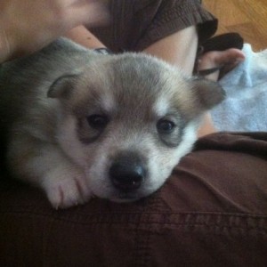 4weeks old.