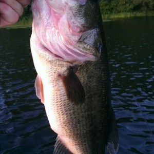 Hooked this one today on a 5" senko from Mayosbaits.com.