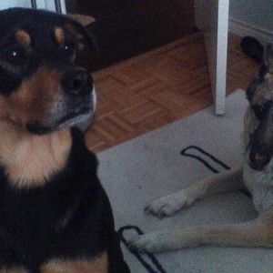 My Dogs
