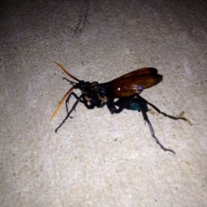 What the hell kinda bug is this? Flew right towards me when i walked outsid