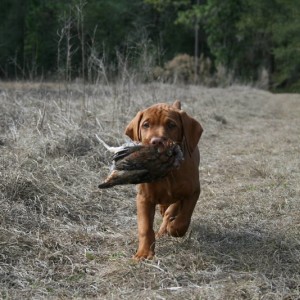never to young to hunt