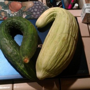Apparently these are both cucumbers :o