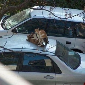 Cat porn