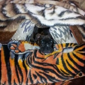 Dog fort.