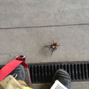 Look at what came to visit me when coming back from a call