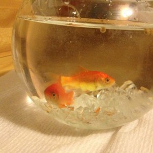 Won the girlfriend some fish at the fair tonight.