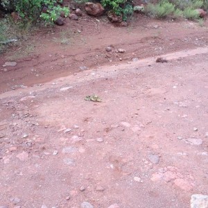 Fossil Springs