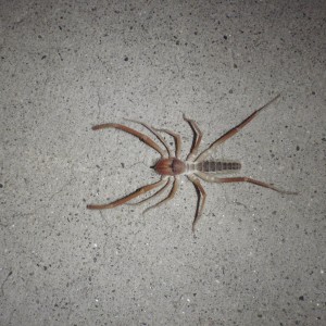 sunspider