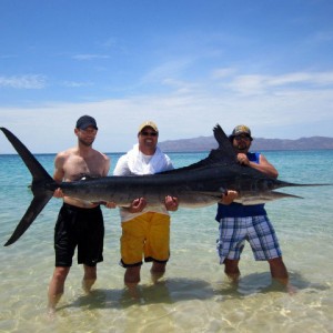 LaPaz 2012 Striped Marlin