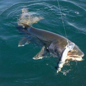 Lake Trout