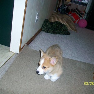 Lola