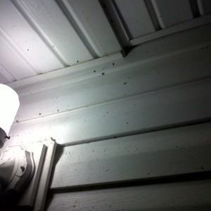 I know how y'all love spiders. Here's 13.
