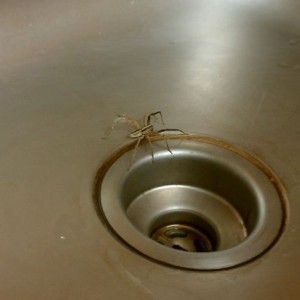 What are you doing in our sink, Mr. Wolfie?