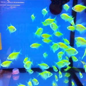 name this colorful fish!
