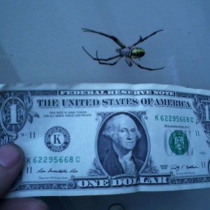 Garden spider.