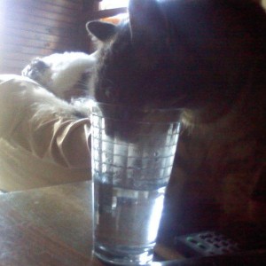 Thirsty cat!