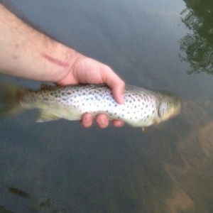 Little late evenin fishin. 2 browns about this size, and a 16" rainbow