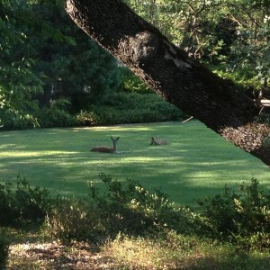 Get off my damn lawn.