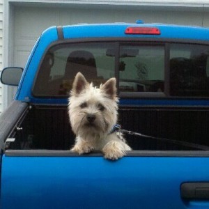 the dog mod