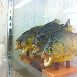 Piranha quartet!
