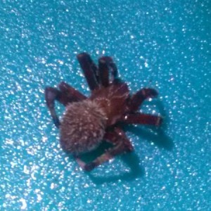 Last nights attacker (dead) Sent from my crack pipe