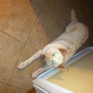 Daisy