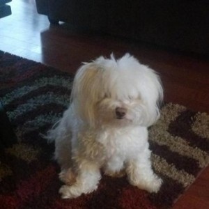 tobie
