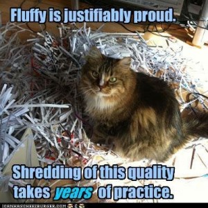 funny-pictures-fluffy-is-justifiably-proud-shredding-of-this-quality-takes-